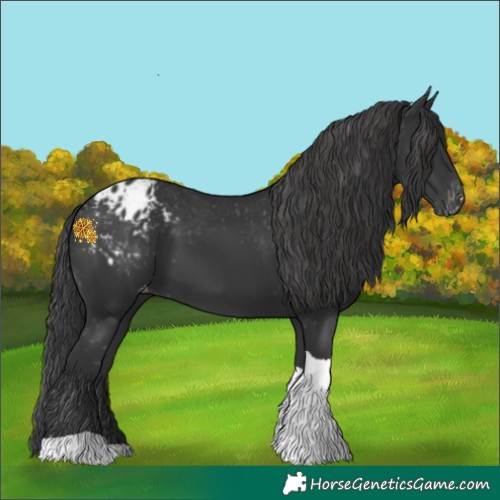 Horse Color:Black Tobiano Appaloosa 