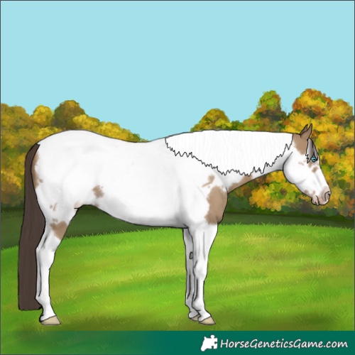 Horse Color:Classic Cream Champagne Tobiano Frame 