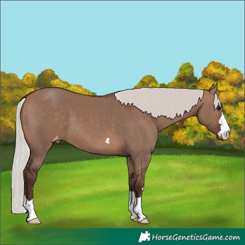Horse Color:Silver Brown Dun Varnish