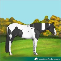 Horse Color:Black Tobiano Appaloosa 