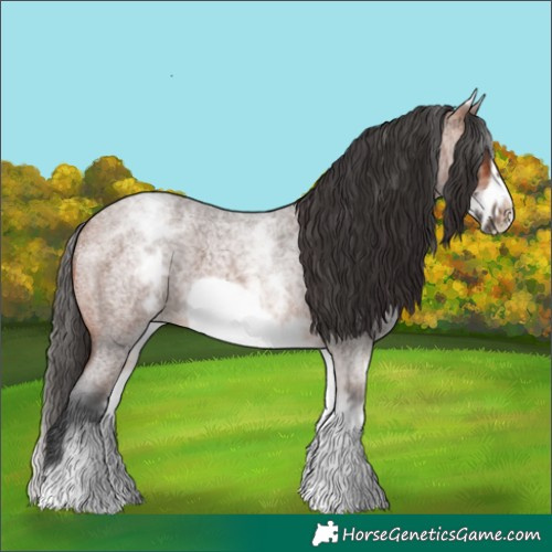 Horse Color:White Spotted Bay Roan Frame 