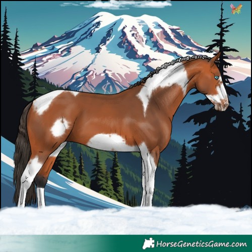 Horse Color:Bay Tobiano Frame 
