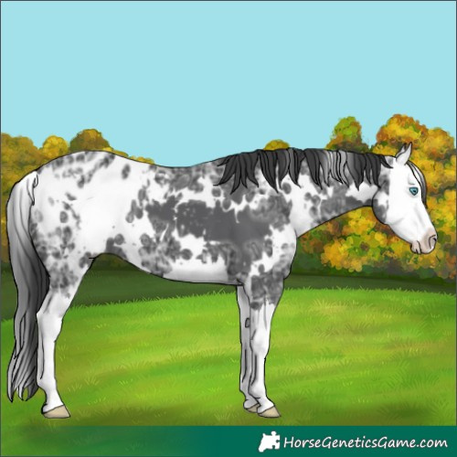 Horse Color:White Spotted Black Ice Splash Appaloosa