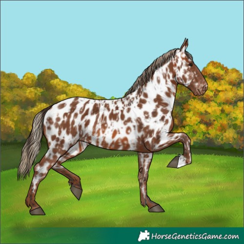 Horse Color:Bay Appaloosa and Chestnut Appaloosa