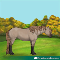 Horse Color:Liver Red Dun Rabicano 