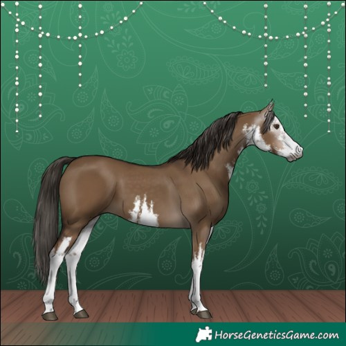 Horse Color:Gray White Spotted Liver Red Dun 