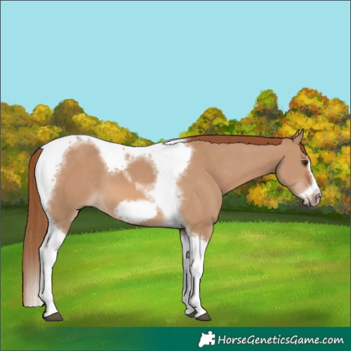 Horse Color:Red Dun Tobiano Frame 