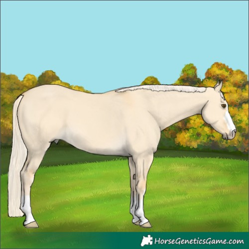 Horse Color:Palomino Dun 