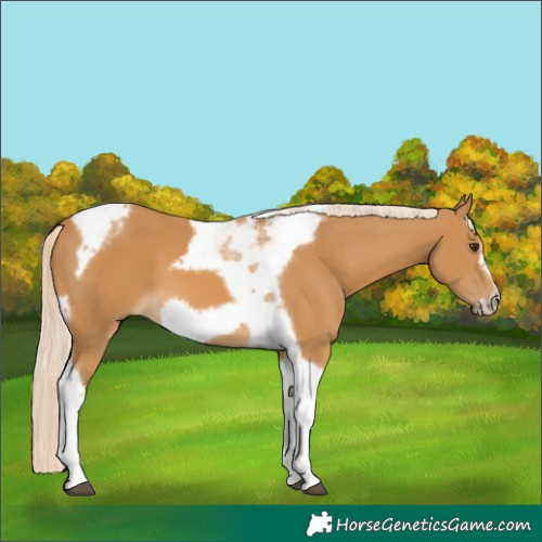 Horse Color:Palomino Tobiano Frame 