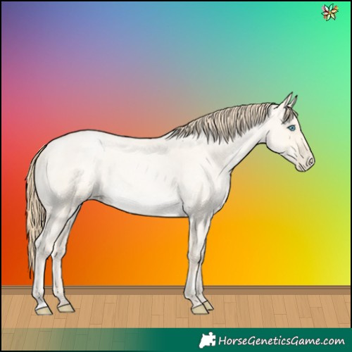 Horse Color:Buckskin Roan Pearl Dun 