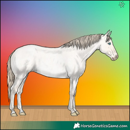 Horse Color:Perlino Roan Dun 