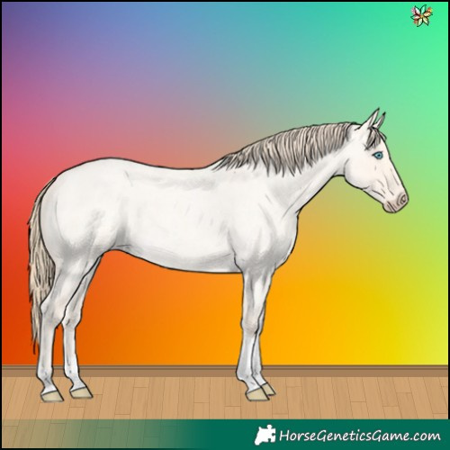 Horse Color:Perlino Roan Dun Tobiano
