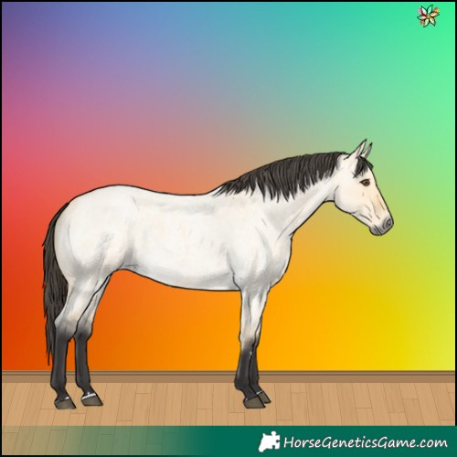 Horse Color:Buckskin Roan Dun 