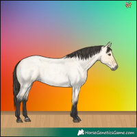 Horse Color:Buckskin Roan Dun 