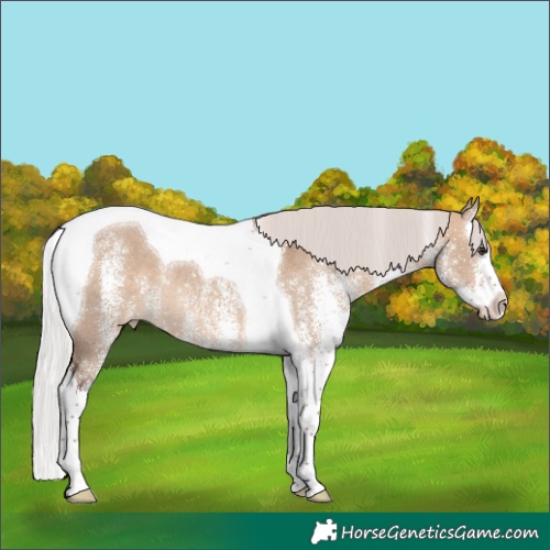 Horse Color:White Spotted Silver Brown Dun Splash Tobiano Varnish Rabicano 