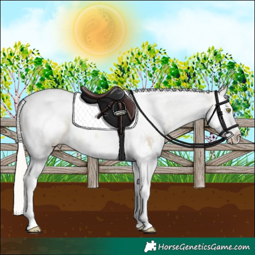 Horse Color:Silver Buckskin Dun Sabino Splash Tobiano Appaloosa Rabicano 