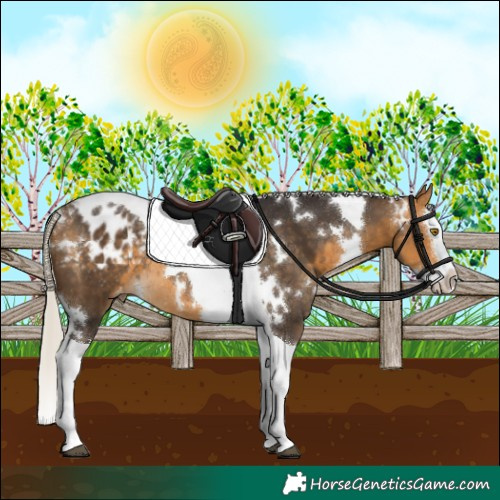 Horse Color:White Spotted Silver Buckskin Splash Tobiano Appaloosa Rabicano 