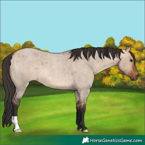 Horse Color:Bay Roan Dun 