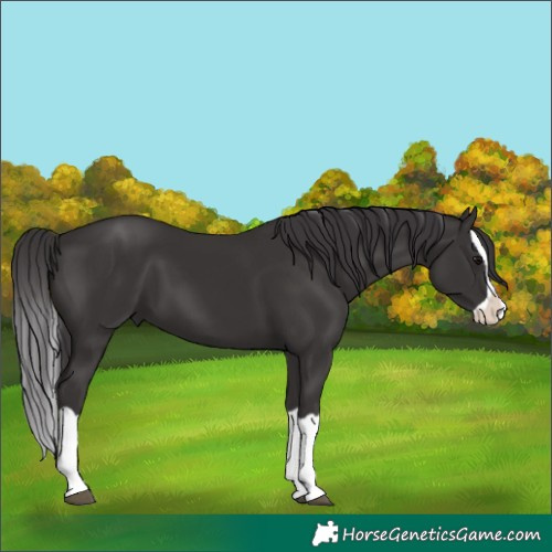 Horse Color:Smoky Black Splash