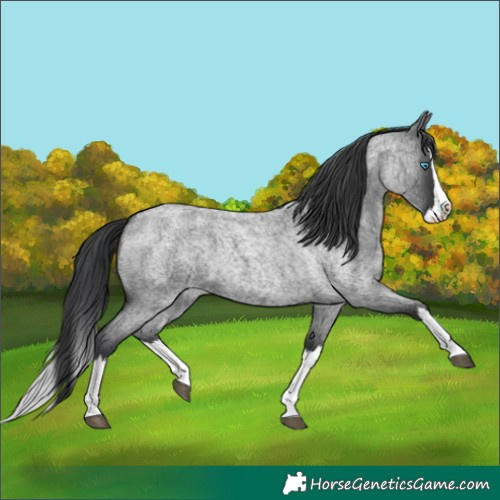 Horse Color:Blue Roan Splash 