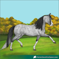 Horse Color:Blue Roan Splash