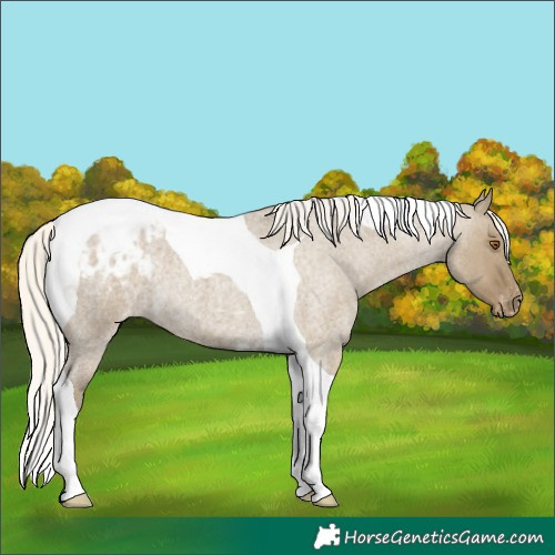 Horse Color:Silver Smoky Grullo Roan Tobiano Varnish 
