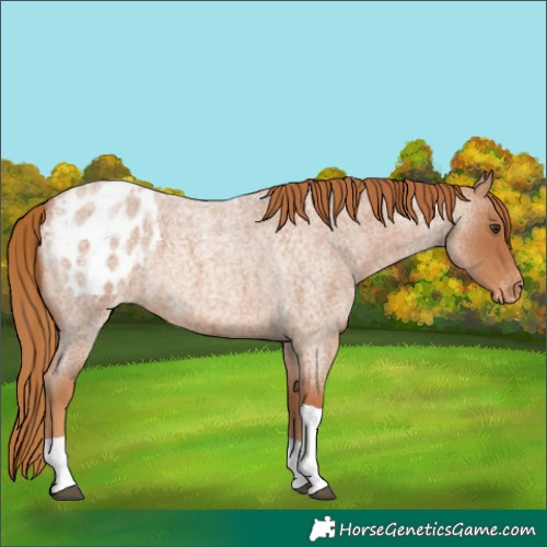 Horse Color:Red Roan Tobiano Blanket 