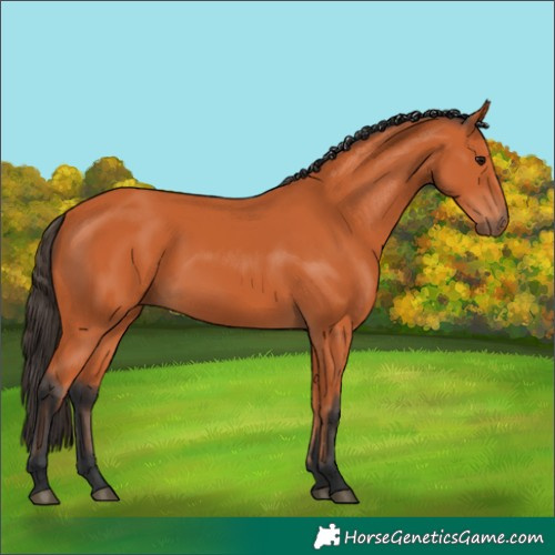 Horse Color:Bay 