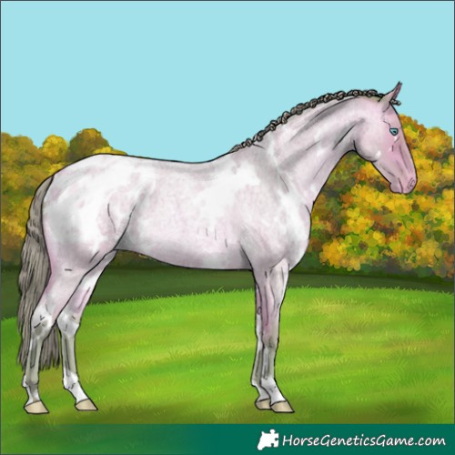 Horse Color:Watercolor White Spotted Amber Cream Champagne Roan Appaloosa
