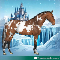Horse Color:White Spotted Bay Blanket Rabicano
