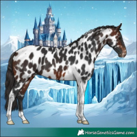Horse Color:Brown Tobiano Near Leopard