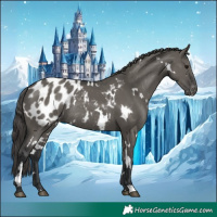 Horse Color:White Spotted Grullo Blanket Rabicano 