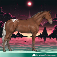 Horse Color:Silver Black Appaloosa