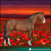 Horse Color:Bay Splash 