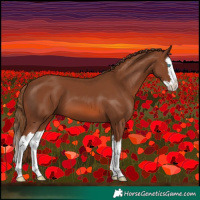 Horse Color:Chestnut Splash 