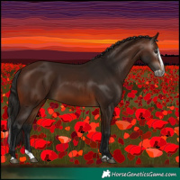 Horse Color:Gray Bay Splash 