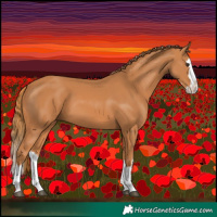 Horse Color:Chestnut Splash