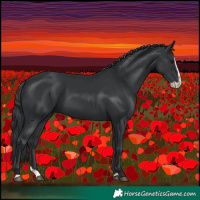 Horse Color:Black Splash