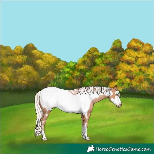Horse Color:Silver Black Pearl Frame Appaloosa