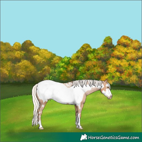Horse Color:Silver Black Pearl Frame Snowcap 