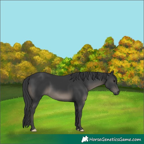 Horse Color:Black 