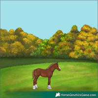 Horse Color:Chestnut 
