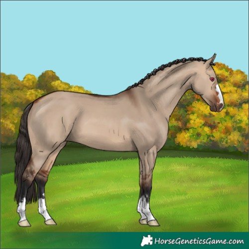 Horse Color:Bay Dun 