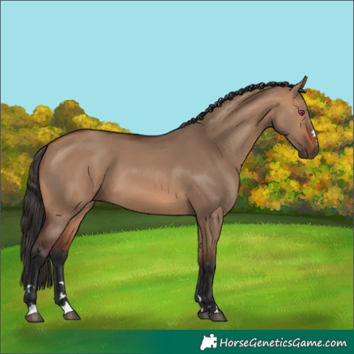 Horse Color:Bay Dun 