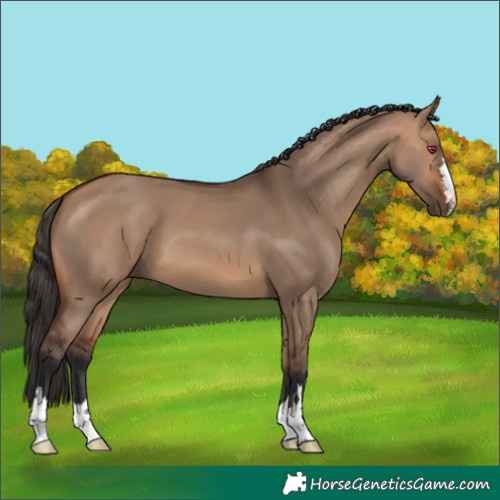 Horse Color:Bay Dun 