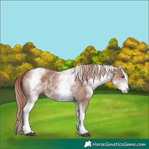 Horse Color:White Spotted Chestnut Sabino 