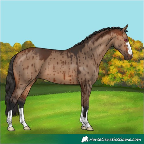 Horse Color:Bay Dun Brindle 