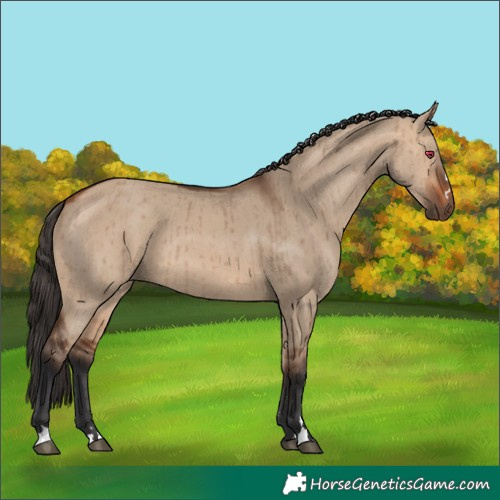 Horse Color:Bay Dun Brindle