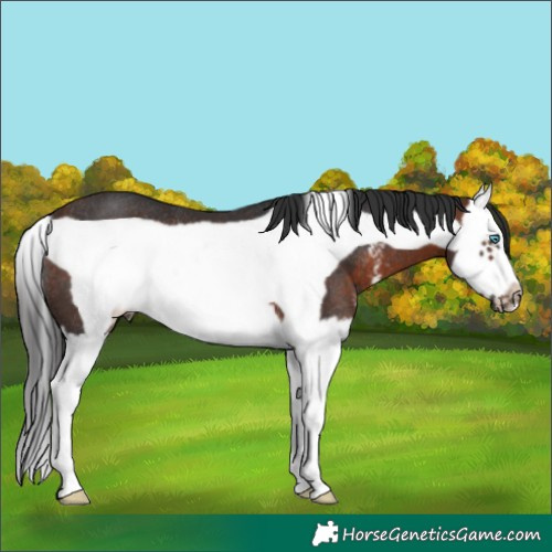 Horse Color:Brown Sabino Splash Frame Rabicano 