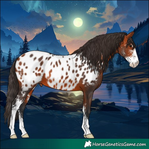Horse Color:Bay Sabino Appaloosa 